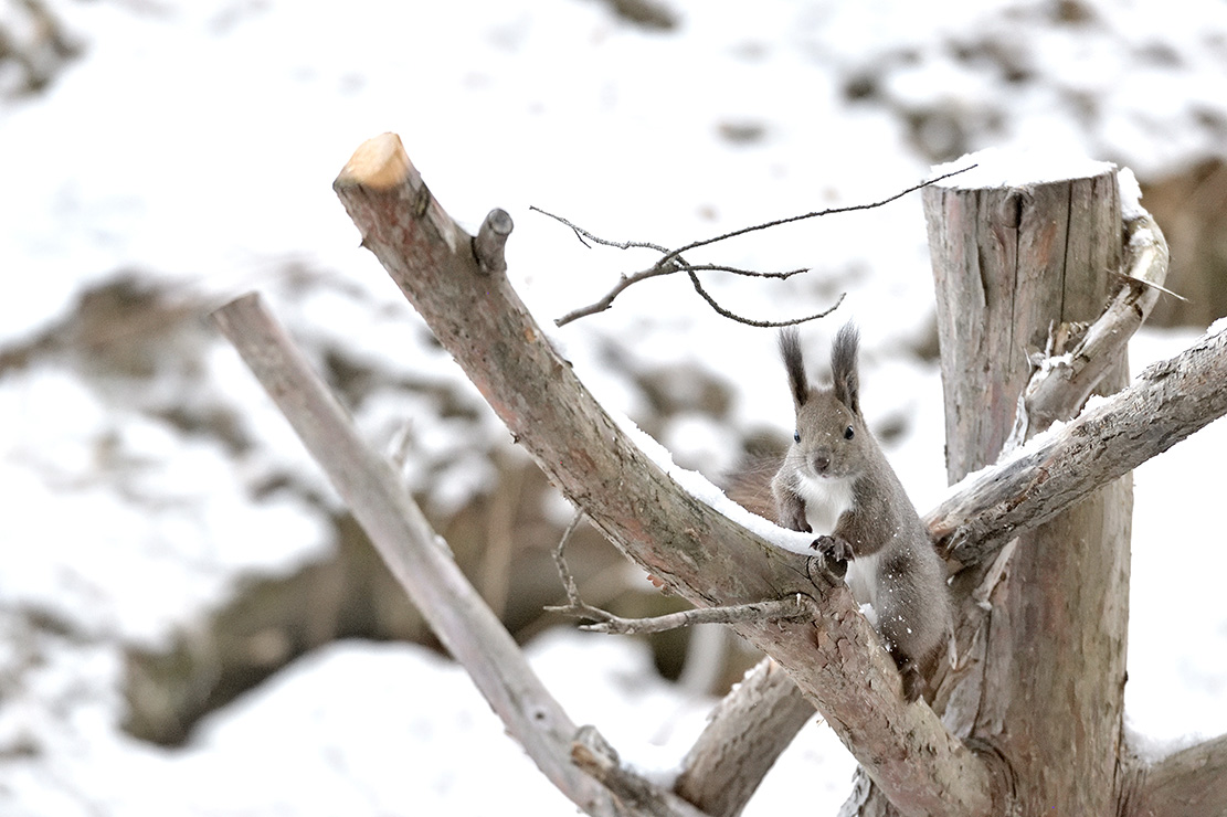 大江本家周辺で見られるエゾリス