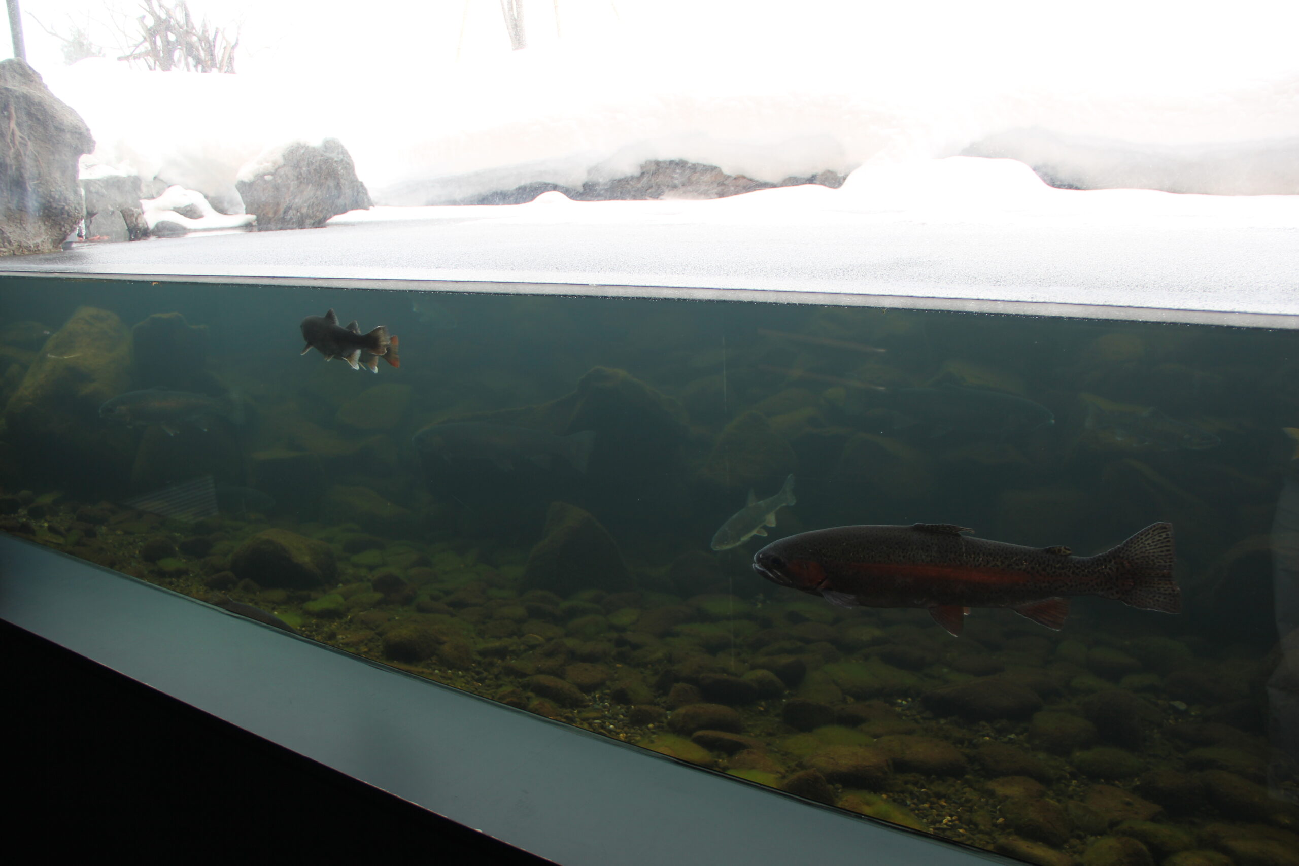 北海道北見市温根湯 北の大地の水族館 冬に凍る四季の水槽