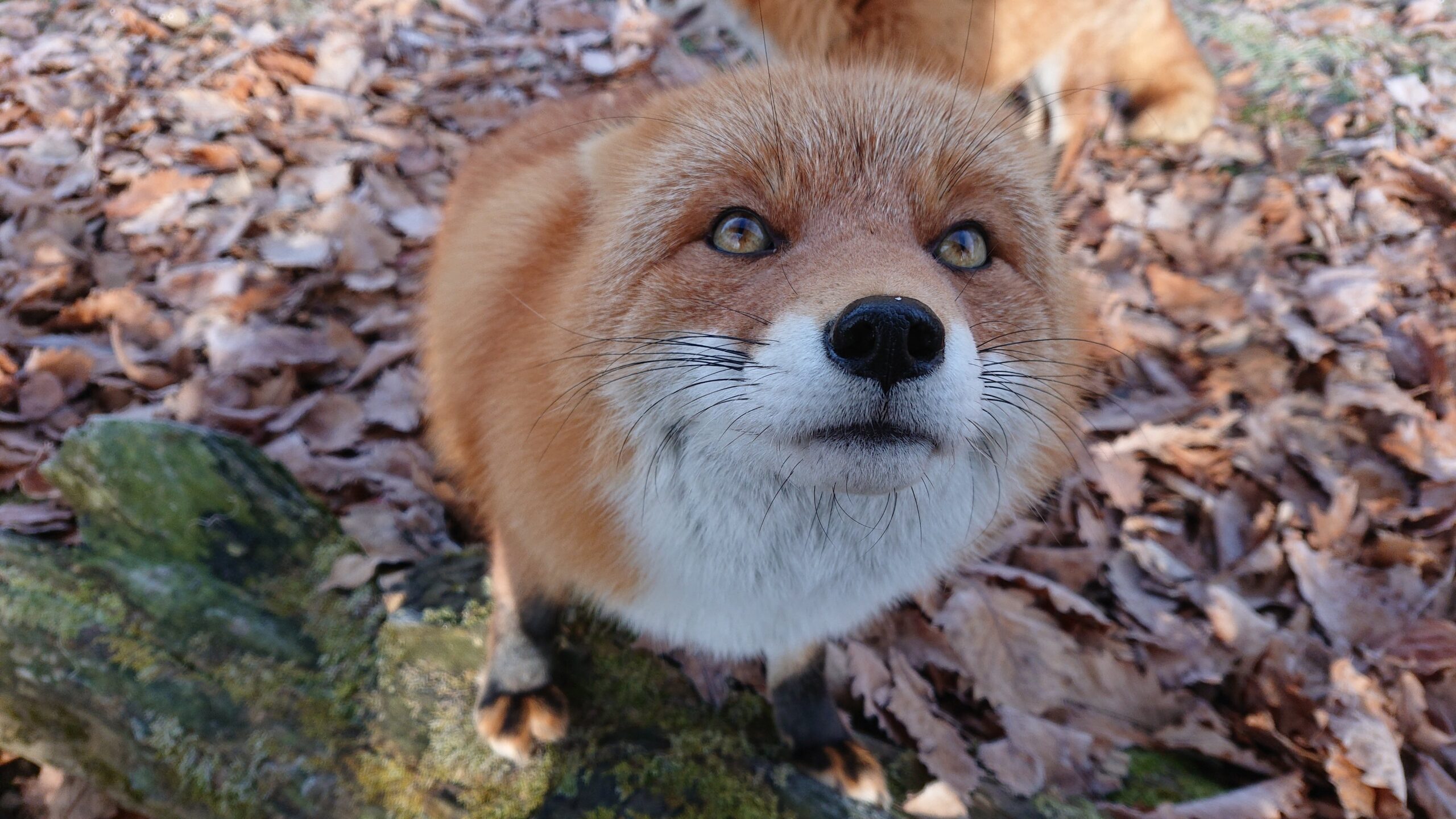 北きつね牧場で暮らすキタキツネ