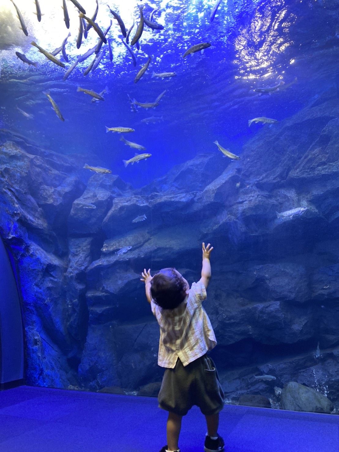 北の大地の水族館で水槽を見上げる子ども