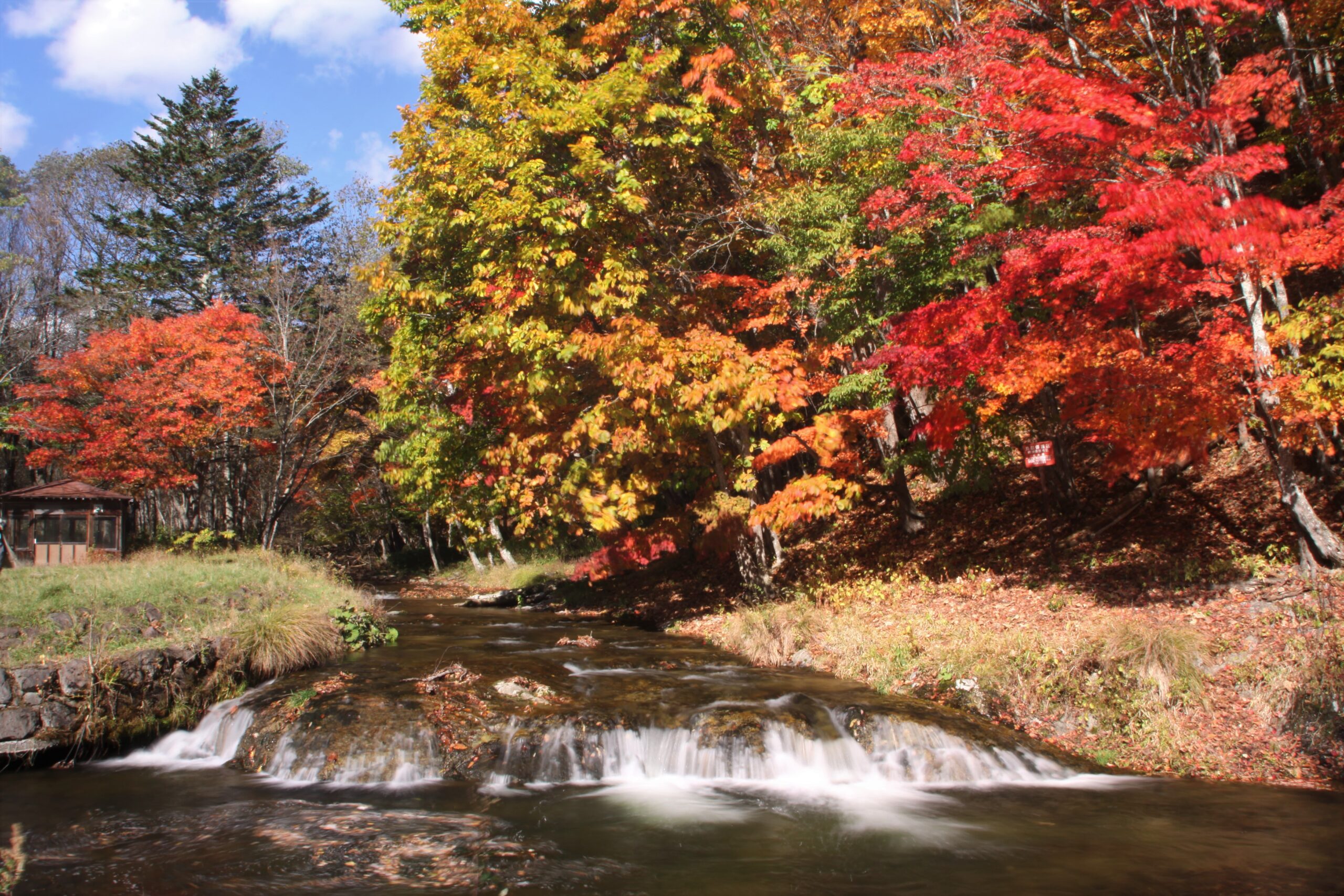 滝の湯地区の川沿いを彩る秋の紅葉