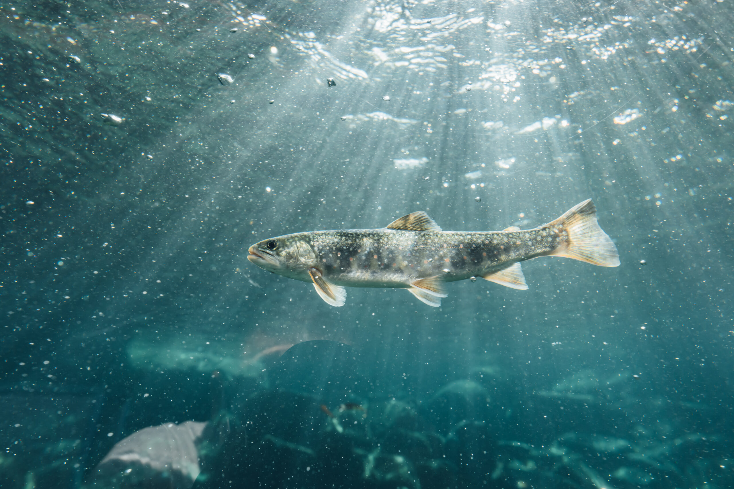 北の大地の水族館を泳ぐ北海道の淡水魚