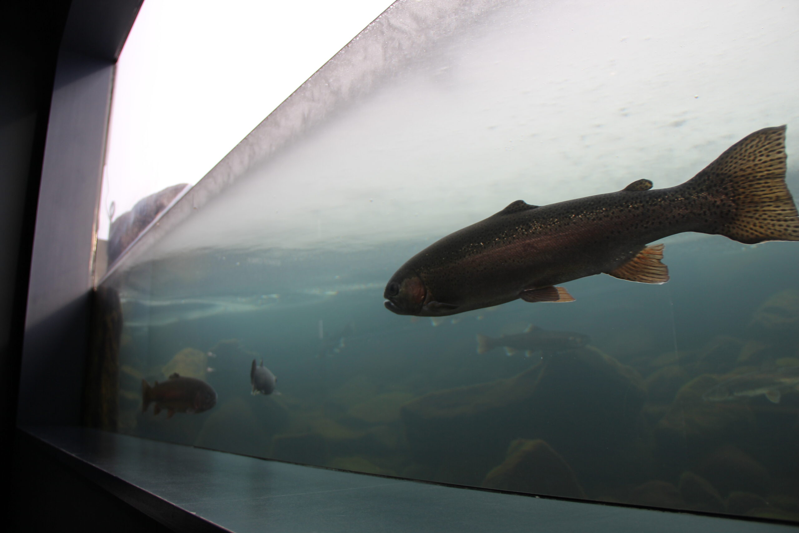北の大地の水族館で泳ぐ北海道の魚
