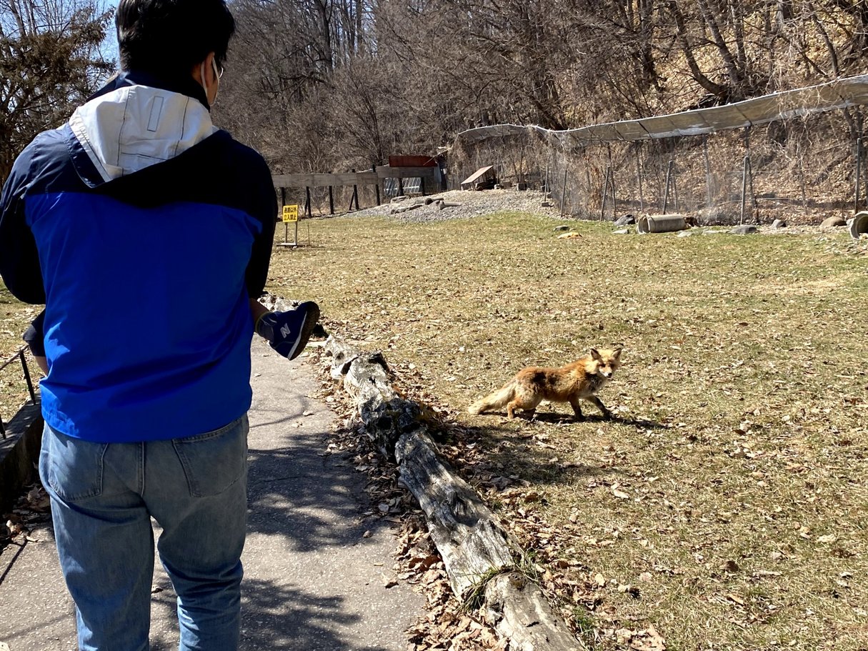 A visitor watches a red fox walking beside a paved path in an enclosed outdoor area.